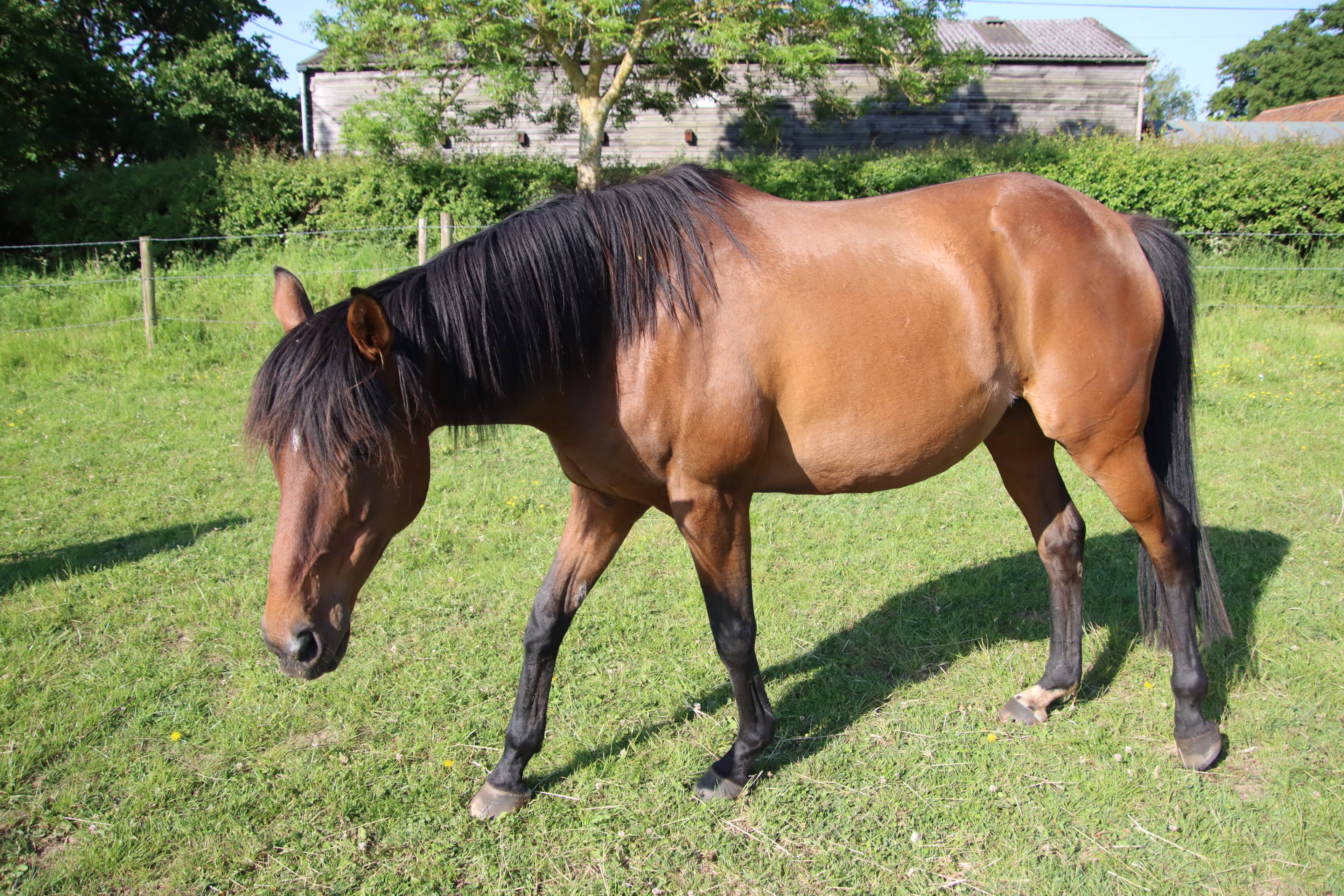 Veteran working with a therapy horse