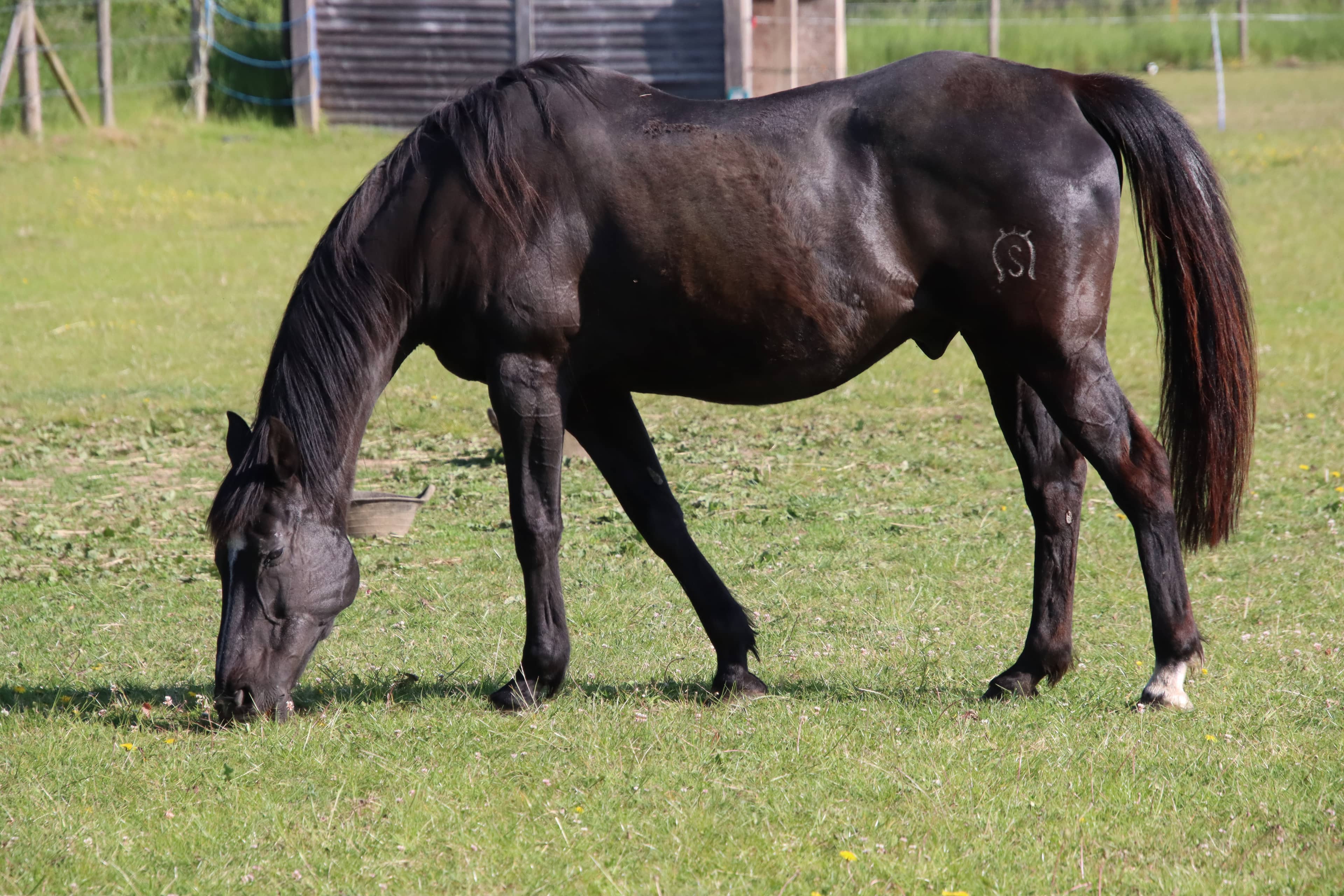 Therapy horses at The Stirling Trust