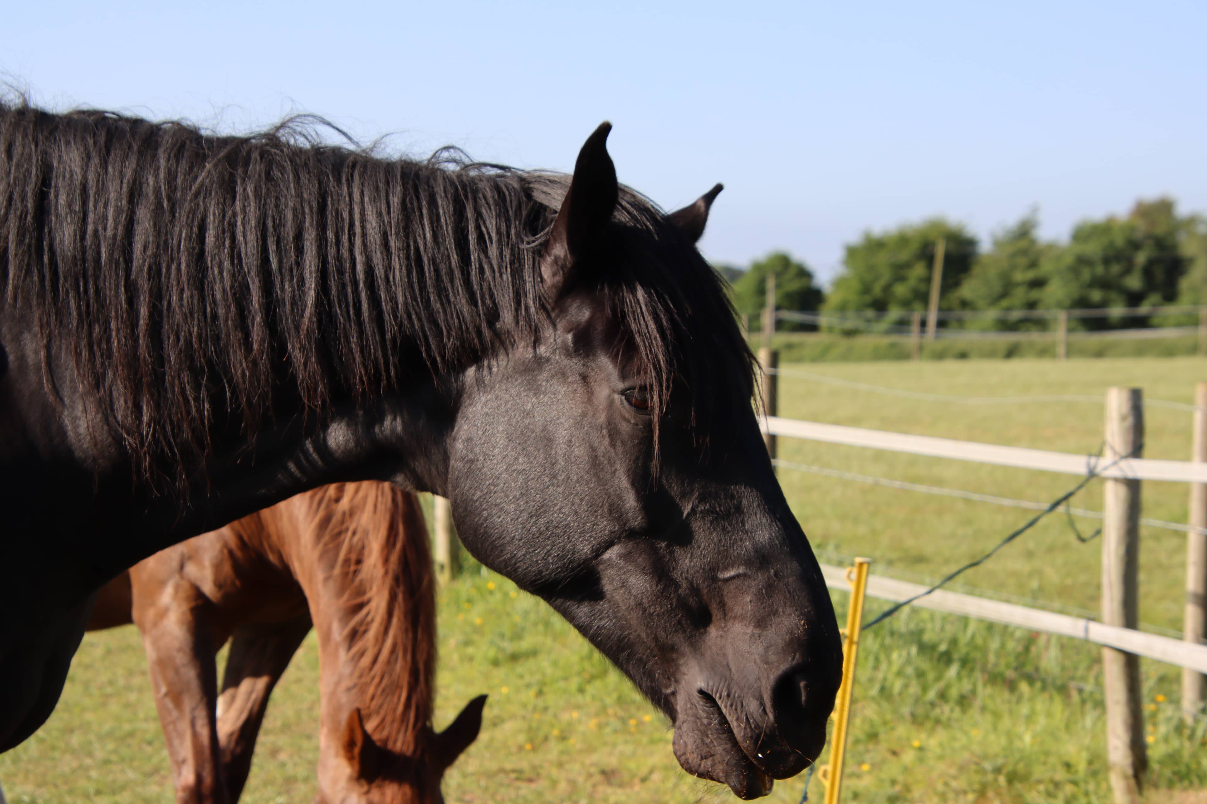 One of our therapy horses